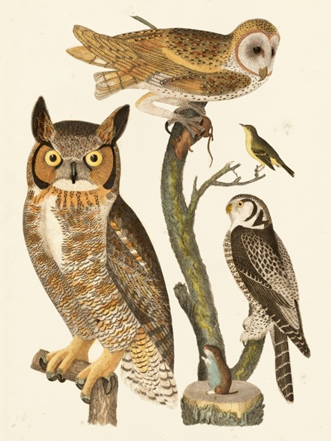 Wilson Owls I
