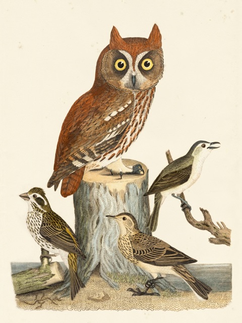 Wilson Owls II