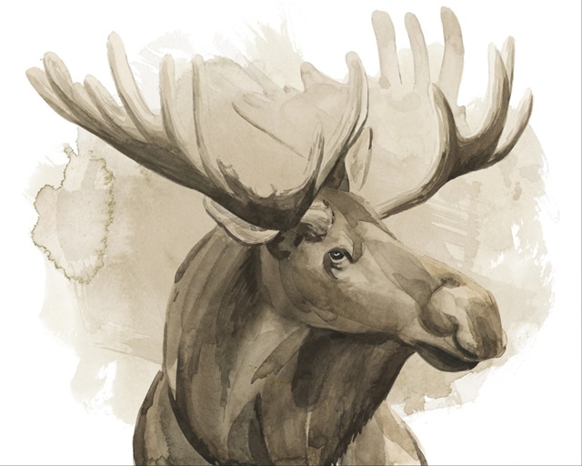 Bull Moose I