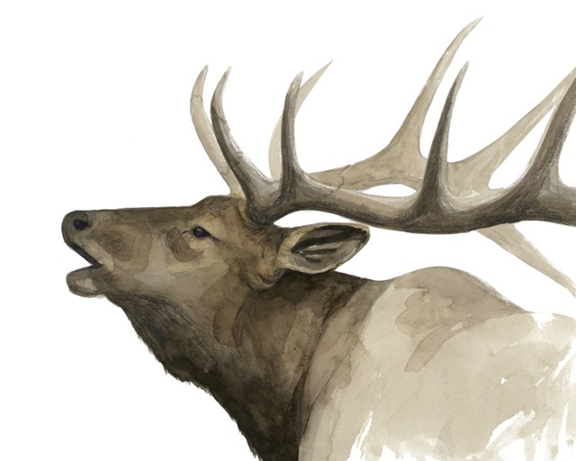 Call of the Elk II