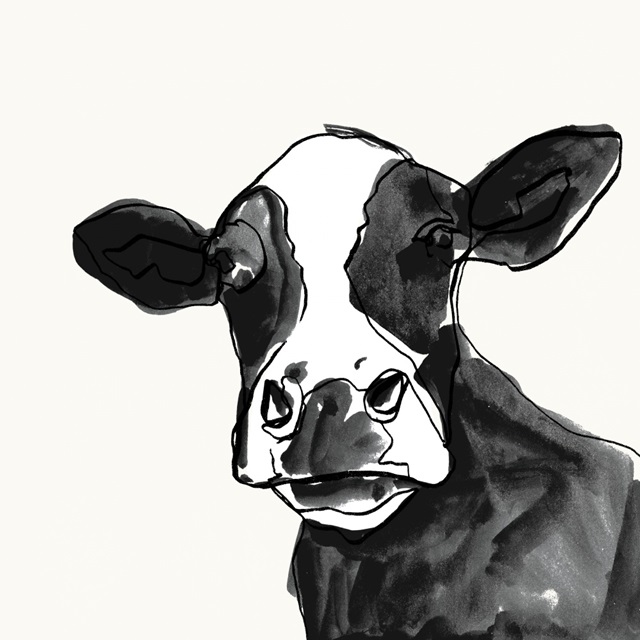 Cow Contour I