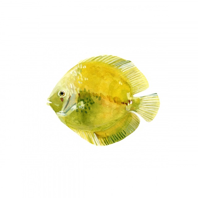 Discus Fish I