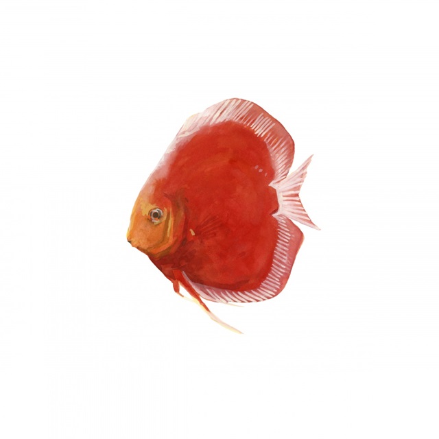 Discus Fish V