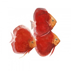 Discus Fish VI