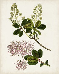 Antique Botanical Study II