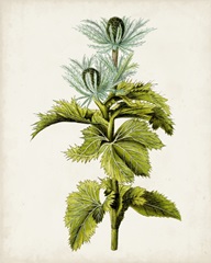 Antique Botanical Study III