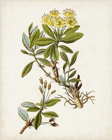 Antique Botanical Study IV