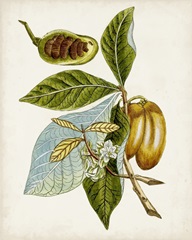 Antique Botanical Study VI