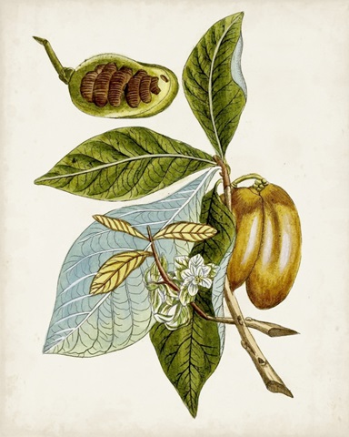 Antique Botanical Study VI