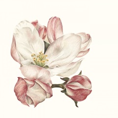 Enlightenment Blossom III