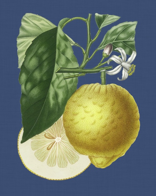 French Lemon on Navy I
