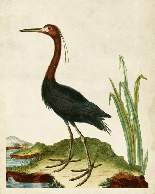 Heron Portrait VI