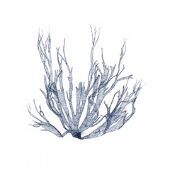 Navy Seaweed IV
