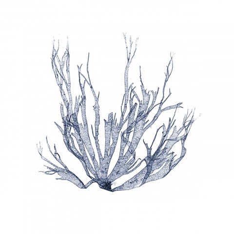 Navy Seaweed IV