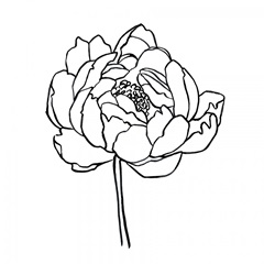 Peony Contour I