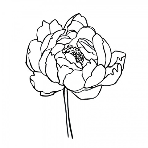 Peony Contour I