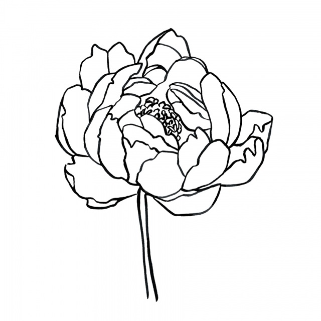 Peony Contour I