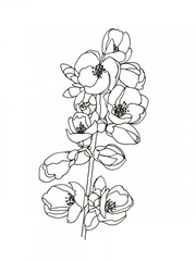 Quince Blossom Contour I