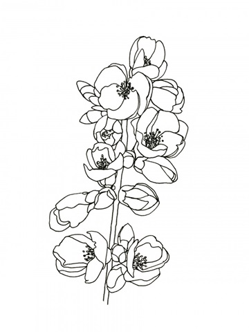Quince Blossom Contour I