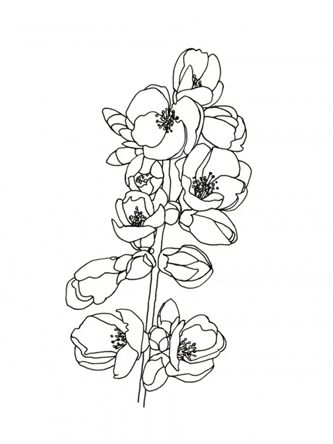 Quince Blossom Contour I