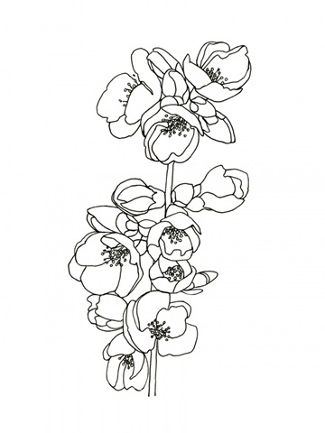 Quince Blossom Contour II