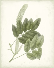 Sage Botanical IV