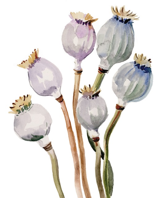 Watercolor Poppy Pods I