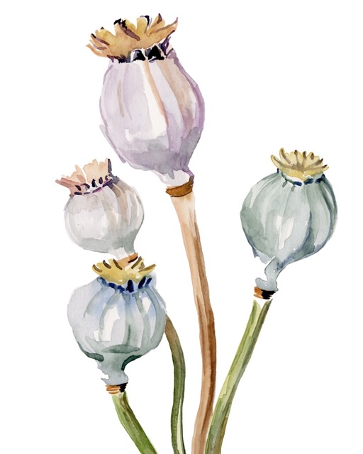 Watercolor Poppy Pods II