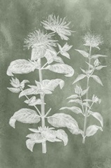 Sage Impressions III