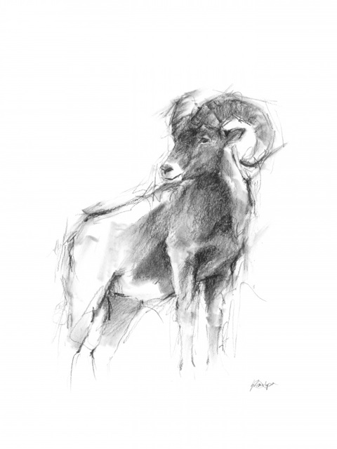 Western Animal Sketch III