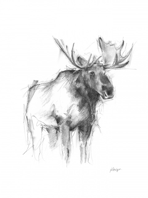Western Animal Sketch IV