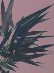 Bamboo Pink I