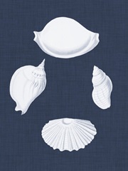 Coquillages Blancs I