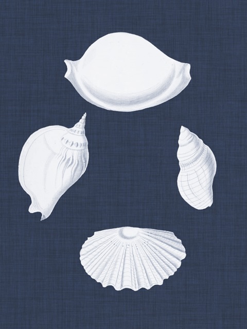 Coquillages Blancs I