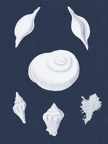 Coquillages Blancs IV