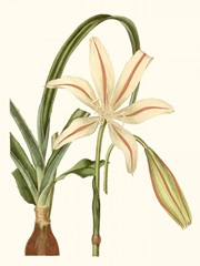 Antique Amaryllis I