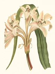 Antique Amaryllis III