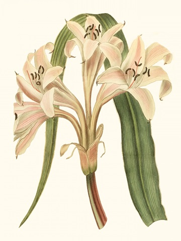 Antique Amaryllis III