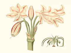 Antique Amaryllis V