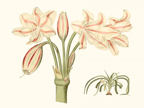 Antique Amaryllis V