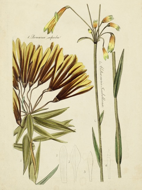 Antique Botanical Sketch II