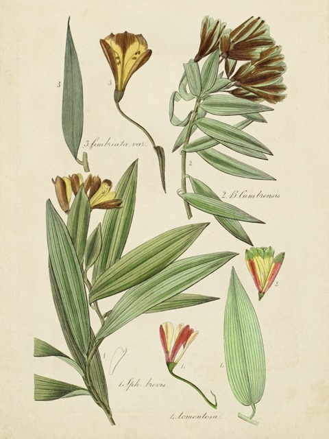 Antique Botanical Sketch III