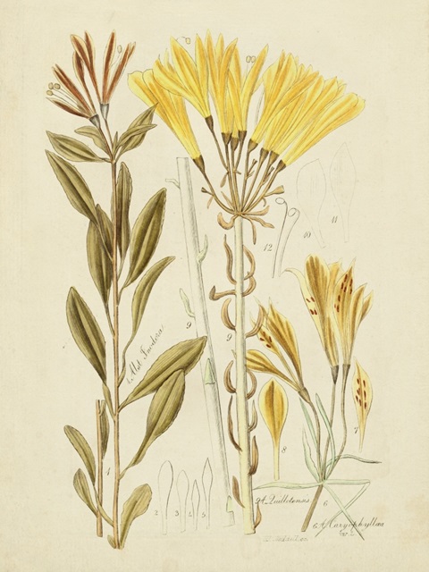 Antique Botanical Sketch IV