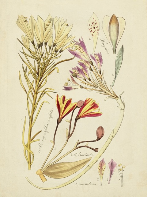 Antique Botanical Sketch V