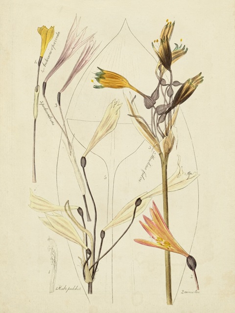 Antique Botanical Sketch VI