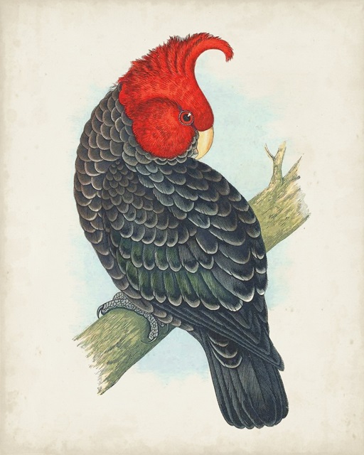 Antique Cockatoo I