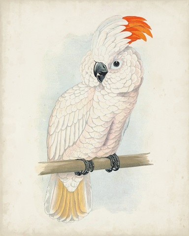 Antique Cockatoo II