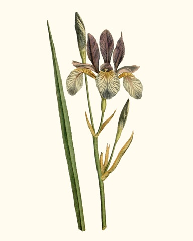 Antique Iris I