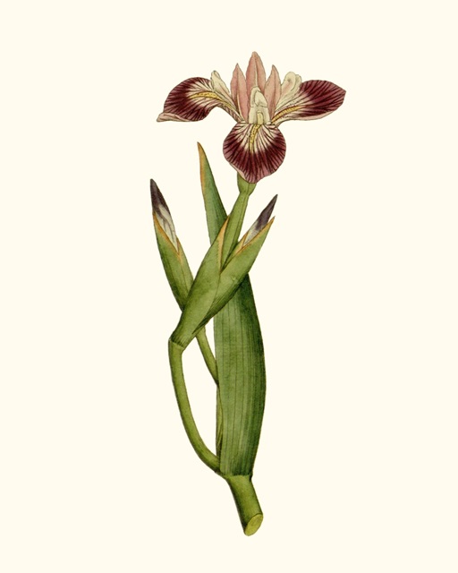 Antique Iris II