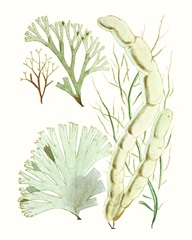 Antique Seaweed Composition I